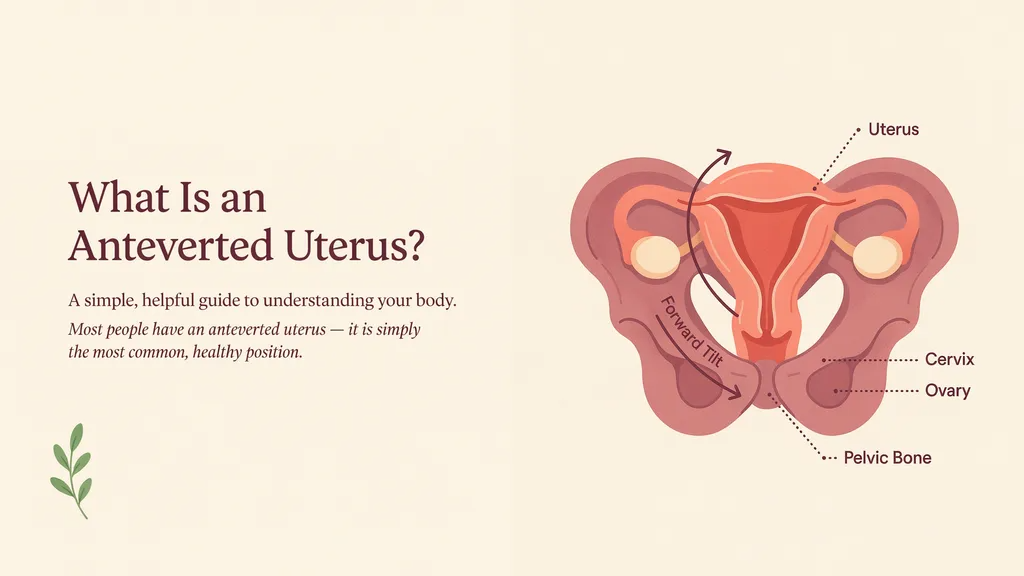 What Is an Anteverted Uterus? A Simple, Helpful Guide